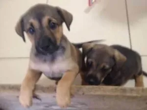 Cachorro raça SRD idade Abaixo de 2 meses nome sem nome