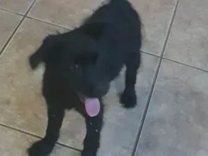 Cachorro raça Vira lata idade 2 a 6 meses nome Não tem