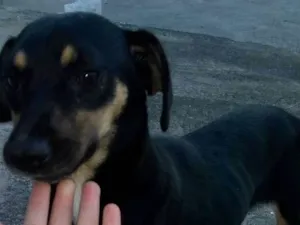 Cachorro raça Não identificado idade 1 ano nome Cachorra abandonada 