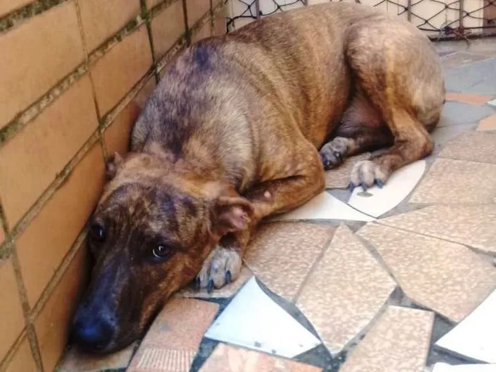 Cachorro ra a  idade 1 ano nome Sofia