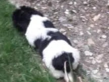 Cachorro raça vira lata idade 2 a 6 meses nome Sem nome