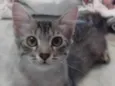Bela