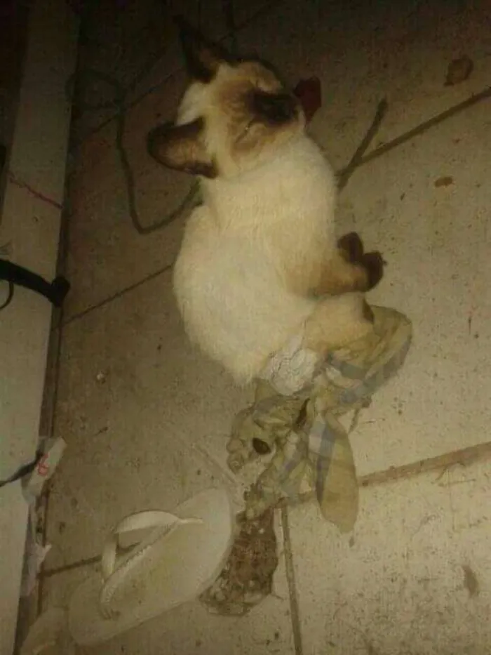 Gato ra a Nao sei idade  nome Brankinha