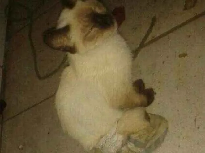 Gato ra a Nao sei idade  nome Brankinha