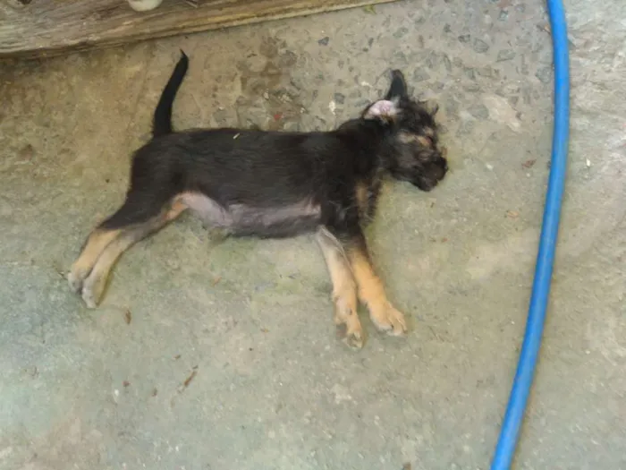 Cachorro raça Nenhuma  idade 2 a 6 meses nome Nia e Toddy
