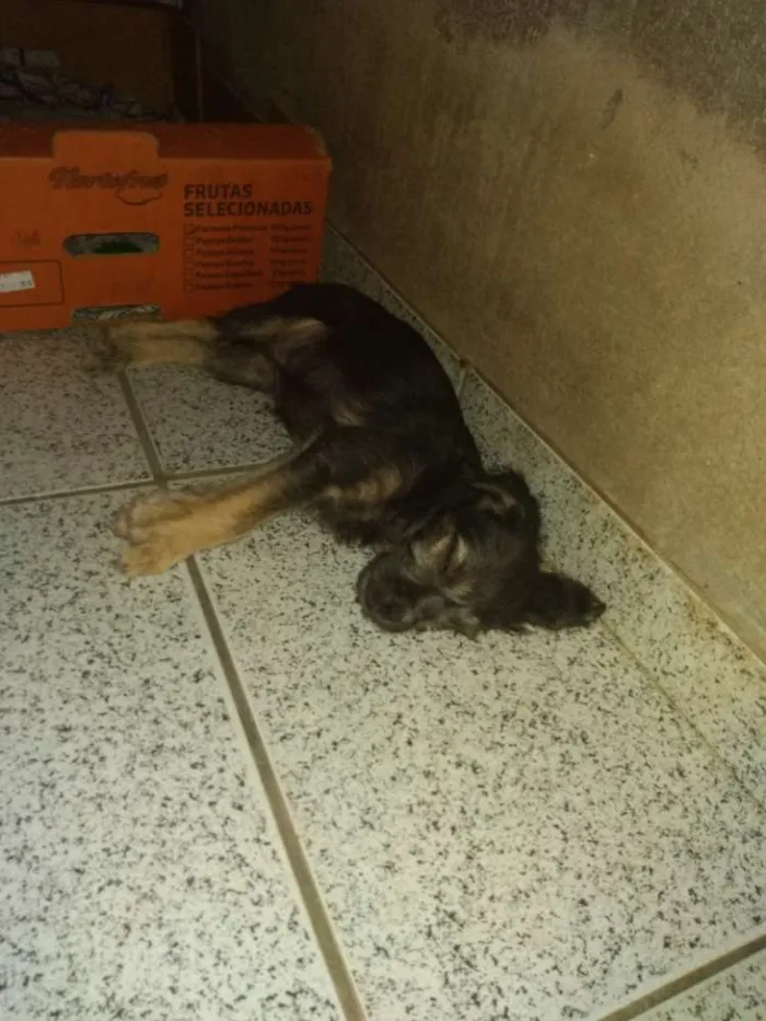 Cachorro raça Nenhuma  idade 2 a 6 meses nome Nia e Toddy
