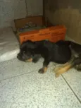 Nia e Toddy