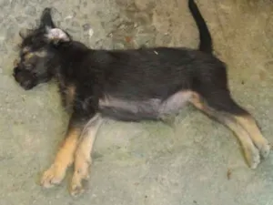 Cachorro raça Nenhuma  idade 2 a 6 meses nome Nia e Toddy