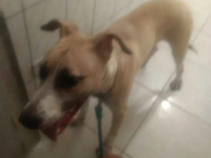 Cachorro raça Pitbull com vira lata idade 7 a 11 meses nome Thor