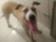 Cachorro raça Pitbull com vira lata idade 7 a 11 meses nome Thor