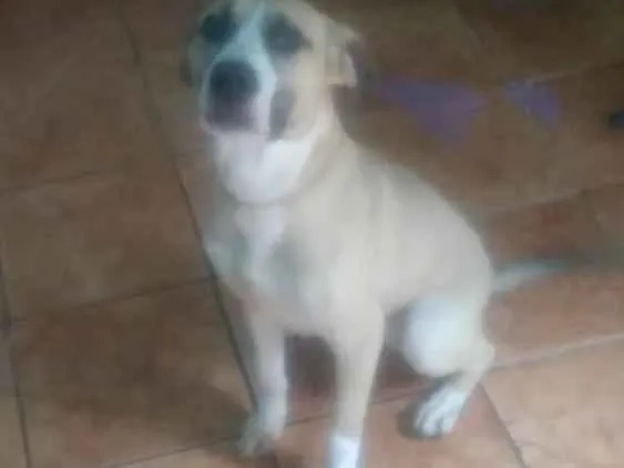 Cachorro raça Pitbull com vira lata idade 7 a 11 meses nome Thor