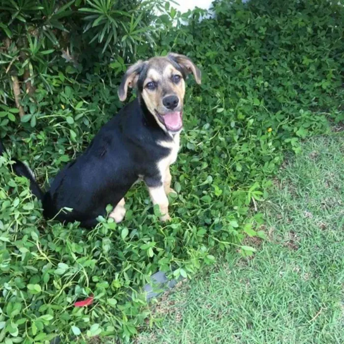 Cachorro ra a srd idade 2 a 6 meses nome Chorão
