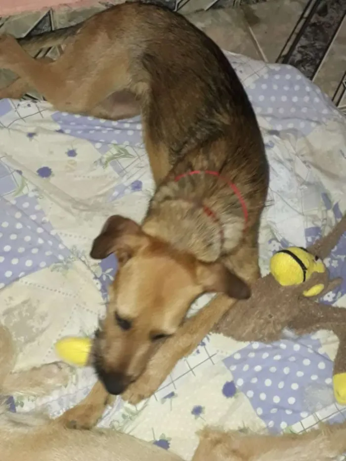 Cachorro ra a Srd idade 7 a 11 meses nome Maiara e Maraisa 
