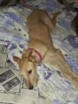 Maiara e Maraisa 
