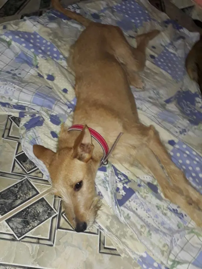 Cachorro ra a Srd idade 7 a 11 meses nome Maiara e Maraisa 