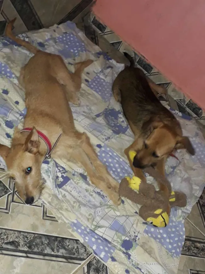 Cachorro ra a Srd idade 7 a 11 meses nome Maiara e Maraisa 