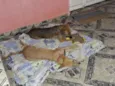 Maiara e Maraisa 