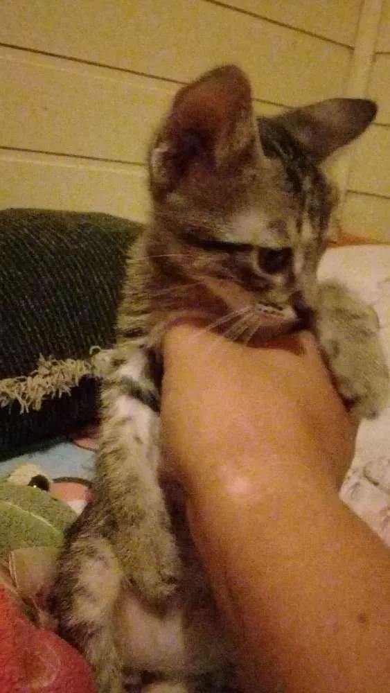 Gato ra a Não sei  idade Abaixo de 2 meses nome Não tem nome 
