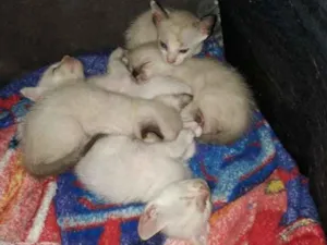 Gato raça vira lata idade Abaixo de 2 meses nome mimi