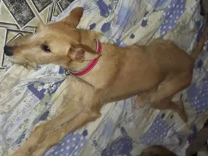 Cachorro raça Srd idade 7 a 11 meses nome Maiara e Maraisa 