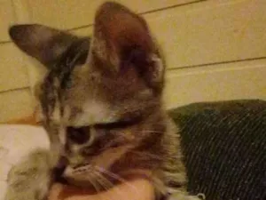 Gato raça Não sei  idade Abaixo de 2 meses nome Não tem nome 