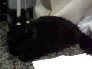 Gato raça Norueguês da Floresta idade 2 anos nome Lua