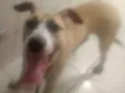Cachorro raça Pitbull com vira lata idade 7 a 11 meses nome Thor