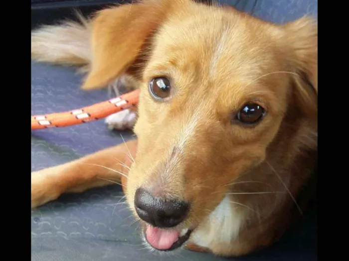 Cachorro ra a Nenhuma idade 3 anos nome Paçoca