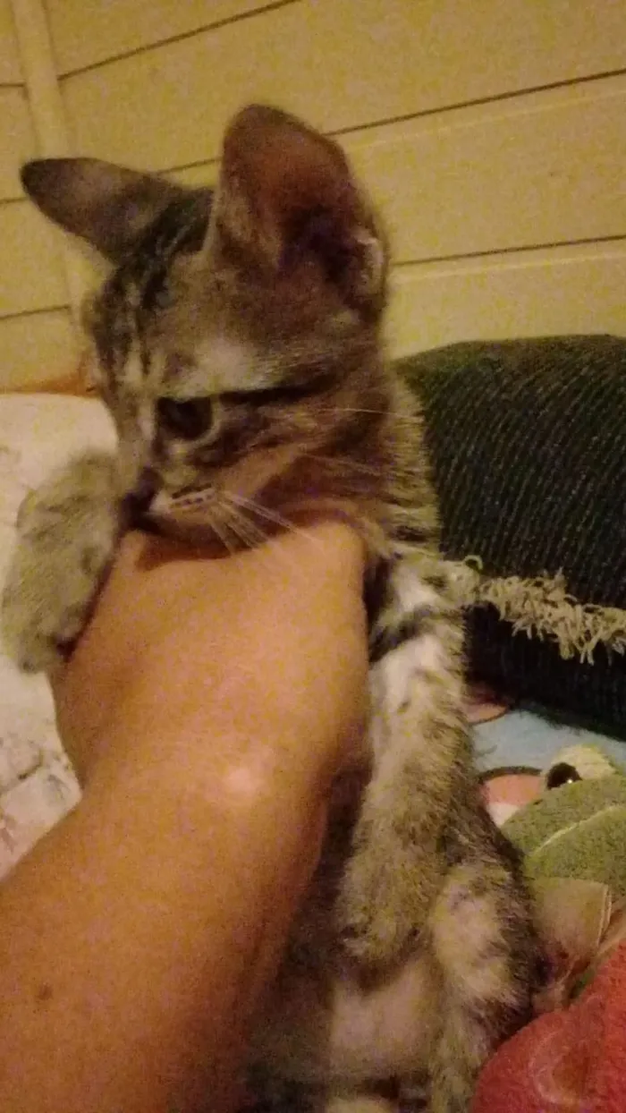 Gato ra a Não sei  idade Abaixo de 2 meses nome Não tem nome 