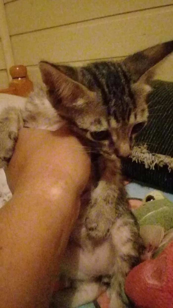 Gato ra a Não sei  idade Abaixo de 2 meses nome Não tem nome 