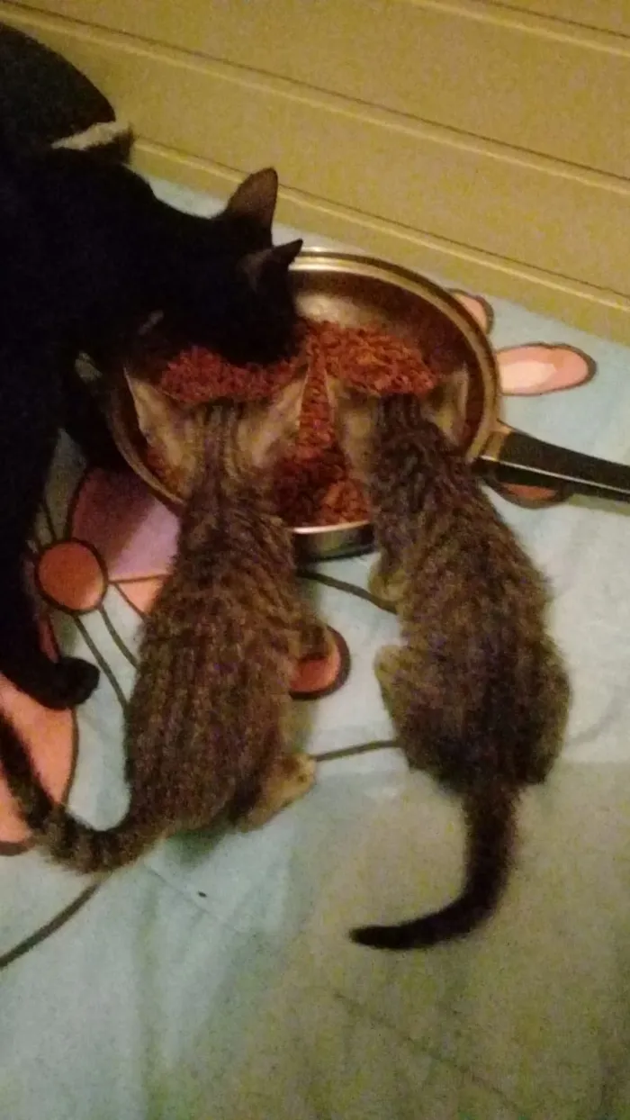 Gato ra a Não sei  idade Abaixo de 2 meses nome Não tem nome 