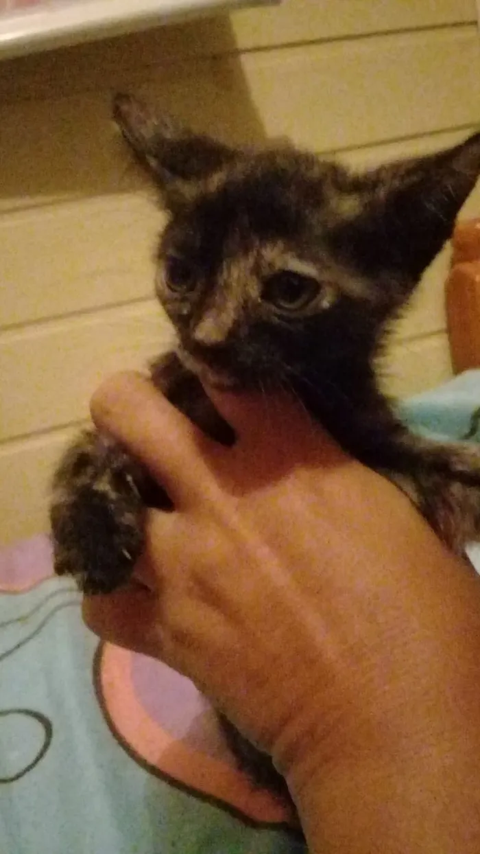 Gato ra a Não sei  idade Abaixo de 2 meses nome Não tem nome 