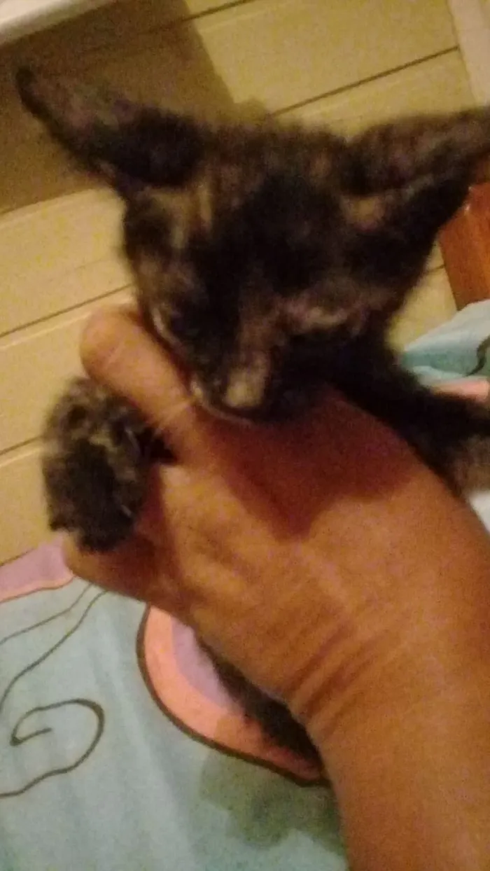 Gato ra a Não sei  idade Abaixo de 2 meses nome Não tem nome 