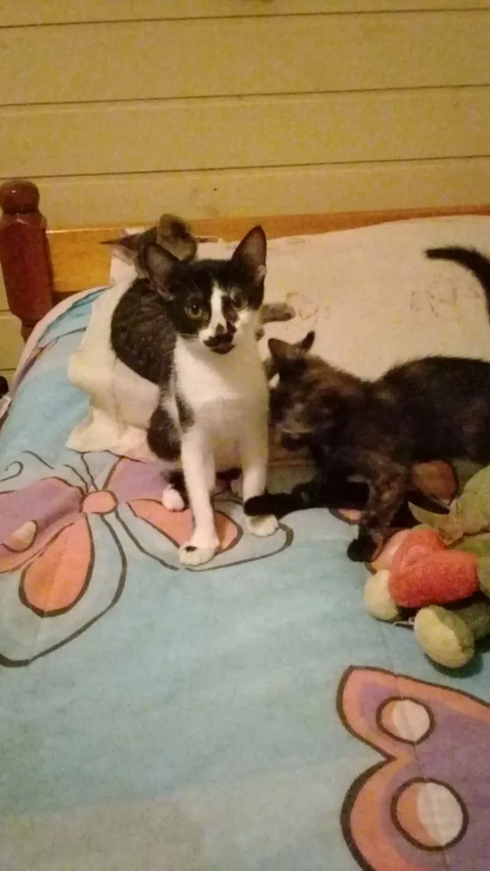 Gato ra a Não sei  idade Abaixo de 2 meses nome Não tem nome 