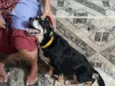Pretinha
