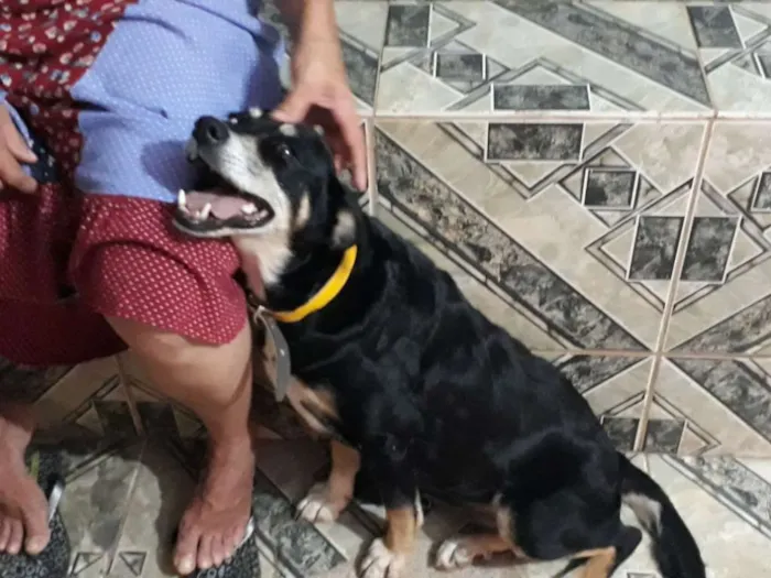 Cachorro ra a Srd idade 2 anos nome Pretinha