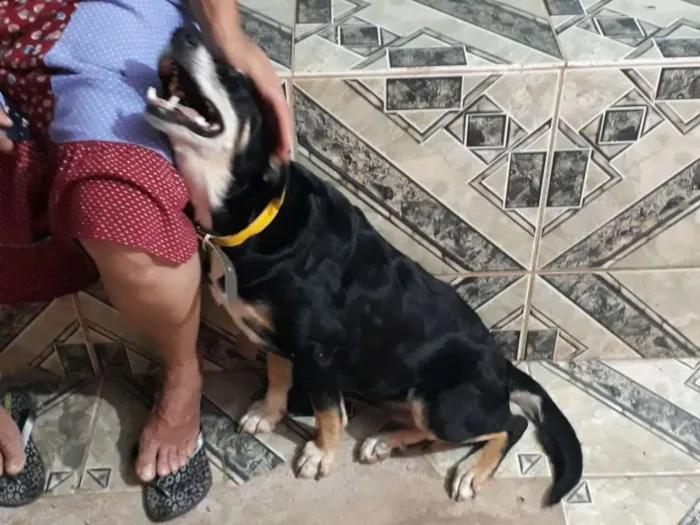 Cachorro ra a Srd idade 2 anos nome Pretinha
