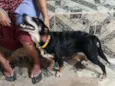 Pretinha