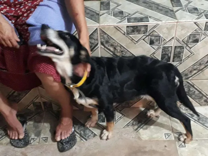 Cachorro ra a Srd idade 2 anos nome Pretinha