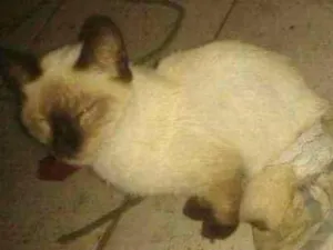 Gato raça Nao sei idade  nome Brankinha