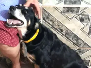 Cachorro raça Srd idade 2 anos nome Pretinha