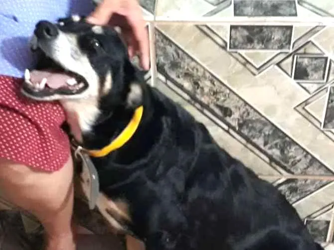 Cachorro ra a Srd idade 2 anos nome Pretinha