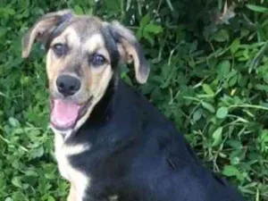 Cachorro raça srd idade 2 a 6 meses nome Chorão