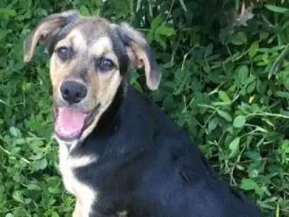 Cachorro ra a srd idade 2 a 6 meses nome Chorão