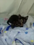 Bebê 