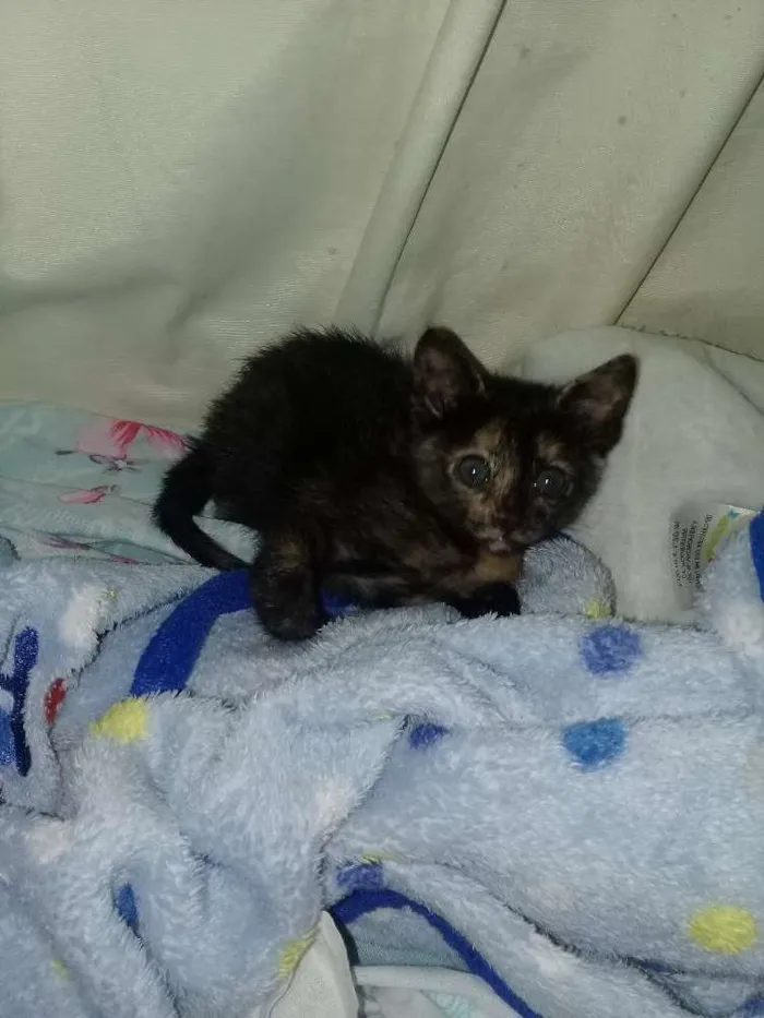 Gato raça srd idade Abaixo de 2 meses nome Bebê 