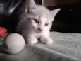 Gata