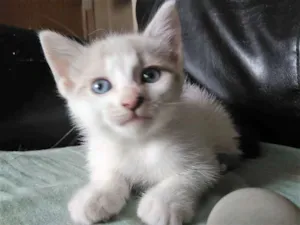 Gato raça SRD idade Abaixo de 2 meses nome Gata 