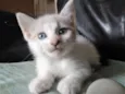 Gata