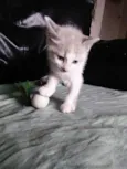 Gata